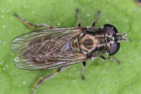 Eumerus strigatus / Zwiebelmondfliege / Schwebfliegen - Syrphidae / Ordnung: Zweiflügler - Diptera / Fliegen - Brachycera