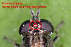 Eumerus strigatus / Zwiebelmondfliege: Bestimmungshilfe