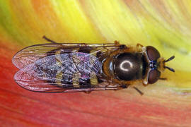 Eupeodes luniger / Mondfleck Feldschwebfliege (syn. Metasyrphus luniger) / Schwebfliegen - Syrphidae / Ordnung: Zweiflügler - Diptera / Fliegen - Brachycera