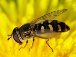 Eupeodes luniger / Mondfleck Feldschwebfliege (syn. Metasyrphus luniger) / Schwebfliegen - Syrphidae / Ordnung: Zweiflügler - Diptera / Fliegen - Brachycera