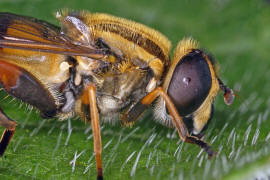 Helophilus pendulus / Gemeine Sumpfschwebfliege / Schwebfliegen - Syrphidae / Ordnung: Zweiflügler - Diptera / Fliegen - Brachycera
