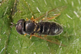Paragus haemorrhous / Ohne deutschen Namen / Schwebfliegen - Syrphidae / Ordnung: Zweiflügler - Diptera / Fliegen - Brachycera