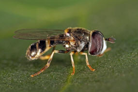 Paragus quadrifasciatus / Ohne deutschen Namen / Schwebfliegen - Syrphidae / Ordnung: Zweiflügler - Diptera / Fliegen - Brachycera