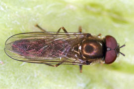 Platycheirus albimanus / Graue Breitfußschwebfliege / Schwebfliegen - Syrphidae / Ordnung: Zweiflügler - Diptera / Fliegen - Brachycera