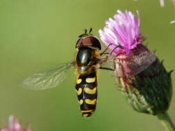 Scaeva selenitica / Frhe Grostirnschwebfliege / Schwebfliegen - Syrphidae / Ordnung: Zweiflgler - Diptera / Fliegen - Brachycera