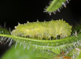 Larve von Scaeva selenitica / Frhe Grostirnschwebfliege / Schwebfliegen - Syrphidae / Ordnung: Zweiflgler - Diptera / Fliegen - Brachycera (auf Petunie)