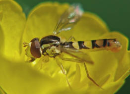 Sphaerophoria scripta / Gemeine Langbauchschwebfliege / Stiftschwebfliege / Schwebfliegen - Syrphidae / Ordnung: Zweiflgler - Diptera / Fliegen - Brachycera