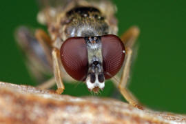 Sphegina clunipes / Gemeine Taillen-Schwebfliege / Schwebfliegen - Syrphidae / Ordnung: Zweiflügler - Diptera / Fliegen - Brachycera