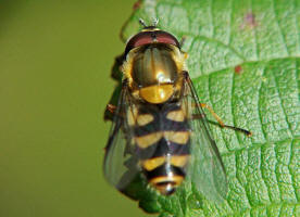 Syrphus torvus / Behaarte Schwebfliege / Schwebfliegen - Syrphidae / Ordnung: Zweiflügler - Diptera / Fliegen - Brachycera