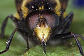 Volucella bombylans var. plumata / Hummel-Waldschwebfliege / Hummelschwebfliege / Schwebfliegen - Syrphidae / Ordnung: Zweiflügler - Diptera / Fliegen - Brachycera