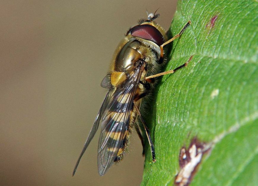 Syrphus torvus / Behaarte Schwebfliege / Schwebfliegen - Syrphidae / Ordnung: Zweiflügler - Diptera / Fliegen - Brachycera