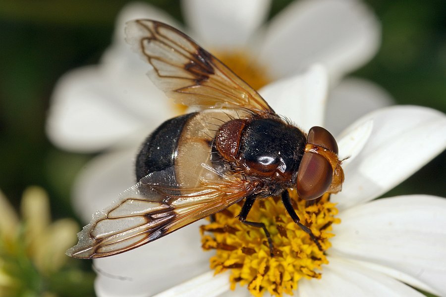 Volucella pellucens / Gemeine Waldschwebfliege / Schwebfliegen - Syrphidae / Ordnung: Zweiflügler - Diptera / Fliegen - Brachycera