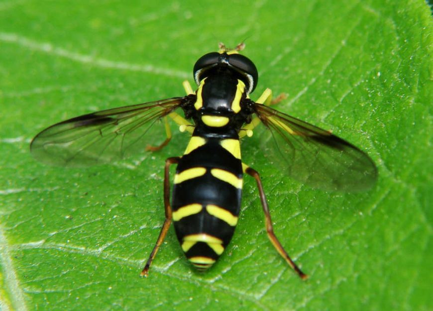 Xanthogramma pedissequum / Späte Gelbrandschwebfliege / Schwebfliegen - Syrphidae / Ordnung: Zweiflügler - Diptera / Fliegen - Brachycera