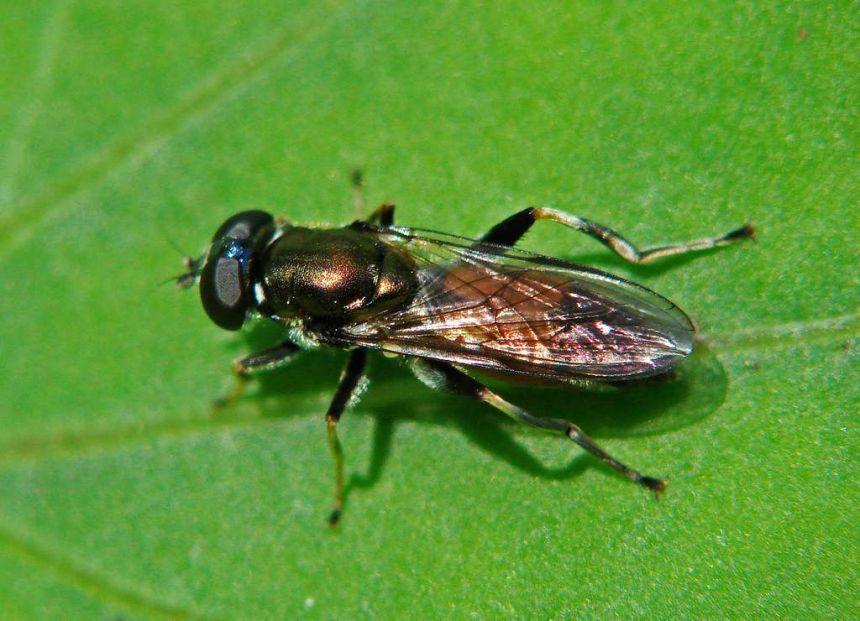 Xylota segnis / Gemeine Langbauchschwebfliege / Syrphidae - Schwebfliegen