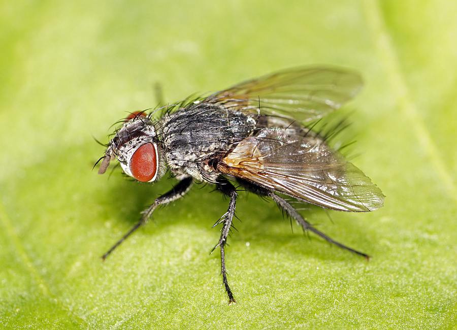 Lydella grisescens / Ohne deutschen Namen / Raupenfliegen - Tachinidae - Exoristinae