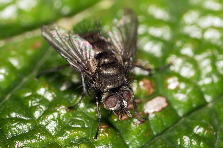 Lypha dubia / Ohne deutschen Namen / Raupenfliegen - Tachinidae / Ordnung: Zweiflügler - Diptera