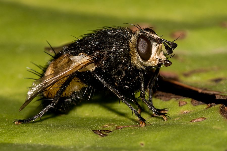 Nowickia ferox / Schwarzfühler Borstenfliege / Raupenfliegen - Tachinidae / Ordnung: Zweiflügler - Diptera