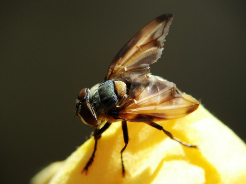 Phasia hemiptera / (ohne deutschen Namen) / Raupenfliegen - Tachinidae / Ordnung: Zweiflügler - Diptera