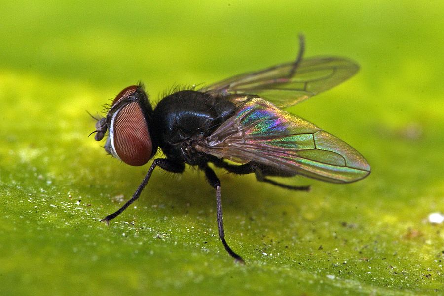 Phasia pusilla / Ohne deutschen Namen / Raupenfliegen - Tachinidae / Ordnung: Zweiflügler - Diptera