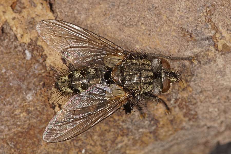 Smidtia conspersa / Ohne deutschen Namen / Raupenfliegen - Tachinidae / Ordnung: Zweiflügler - Diptera