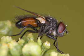 Clairvillia biguttata / Ohne deutschen Namen / Raupenfliegen - Tachinidae / Ordnung: Zweiflügler - Diptera