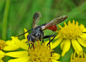 Cylindromyia bicolor / Ohne deutschen Namen / Raupenfliegen - Tachinidae / Ordnung: Zweiflügler - Diptera
