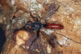 Cylindromyia bicolor / Ohne deutschen Namen / Raupenfliegen - Tachinidae / Ordnung: Zweiflügler - Diptera