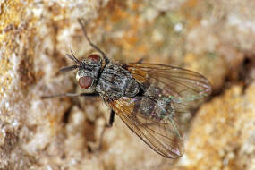 Cyzenis albicans / Mir kein deutscher Name bekannt / Raupenfliegen - Tachinidae / Ordnung: Zweiflügler - Diptera