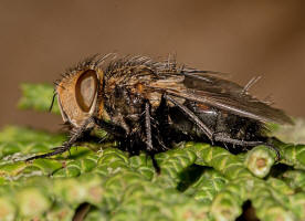Gonia picea (Robineau-Desvoidy, 1830) / Raupenfliegen - Tachinidae / Zweiflügler - Diptera