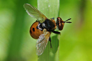 Gymnosoma nudifrons / (ohne deutschen Namen) / Raupenfliegen - Tachinidae / Ordnung: Zweiflügler - Diptera