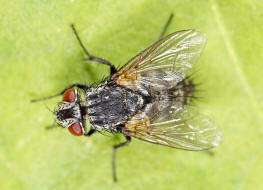 Lydella grisescens / Ohne deutschen Namen / Raupenfliegen - Tachinidae - Exoristinae