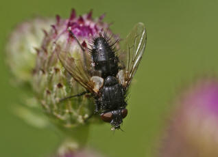 Lydella stabulans / "Raupenfliege" (ohne deutschen Namen) / Schmarotzerfliegen - Tachinidae