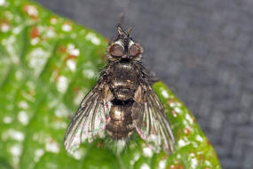 Lypha dubia / Ohne deutschen Namen / Raupenfliegen - Tachinidae / Ordnung: Zweiflügler - Diptera