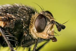 Nowickia ferox / Schwarzfühler Borstenfliege / Raupenfliegen - Tachinidae / Ordnung: Zweiflügler - Diptera