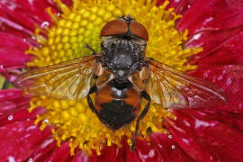 Phasia aurigera / Goldschildfliege (Weibchen) / Raupenfliegen - Tachinidae / Ordnung: Zweiflügler - Diptera