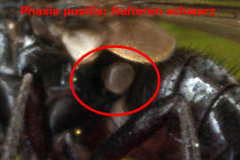 Phasia pusilla / Ohne deutschen Namen / Raupenfliegen - Tachinidae / Ordnung: Zweiflügler - Diptera