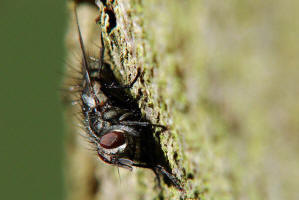 Phorocera obscura / (ohne deutschen Namen) / Raupenfliegen - Tachinidae / Ordnung: Zweiflügler - Diptera