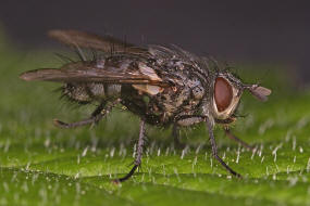 Phorocera obscura / (ohne deutschen Namen) / Raupenfliegen - Tachinidae / Ordnung: Zweiflügler - Diptera