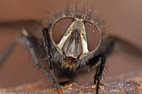 Smidtia conspersa / Ohne deutschen Namen / Raupenfliegen - Tachinidae / Ordnung: Zweiflügler - Diptera