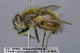 Tachina lurida / Ohne deutschen Namen / Raupenfliegen - Tachinidae / Ordnung: Zweiflügler - Diptera