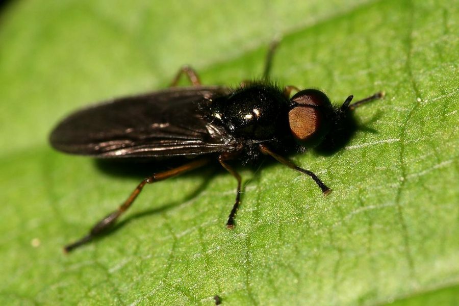 Beris chalybata / Frühe Schmalwaffenfliege / Waffenfliegen - Stratiomyidae / Ordnung: Zweiflügler - Diptera / Fliegen - Brachycera