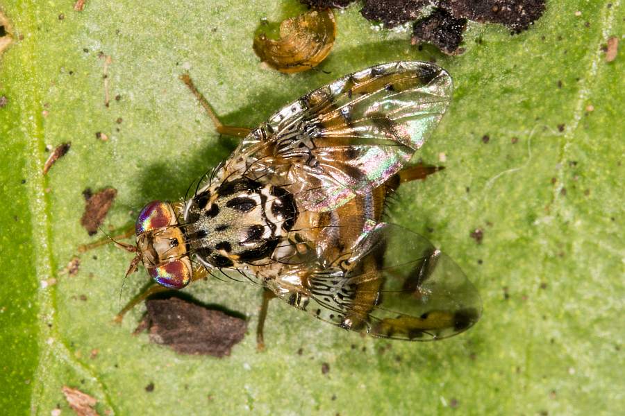 Ceratitis capitata / "Mittelmeerfruchtfliege" / Bohrfliegen - Tephritidae / Ordnung: Zweiflügler - Diptera / Fliegen - Brachycera