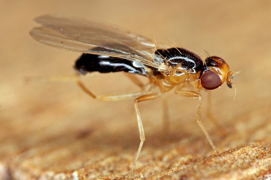 Chamaepsila pectoralis / Ohne deutschen Namen / Nacktfliegen - Psilidae / Ordnung: Zweiflügler - Diptera / Fliegen - Brachycera