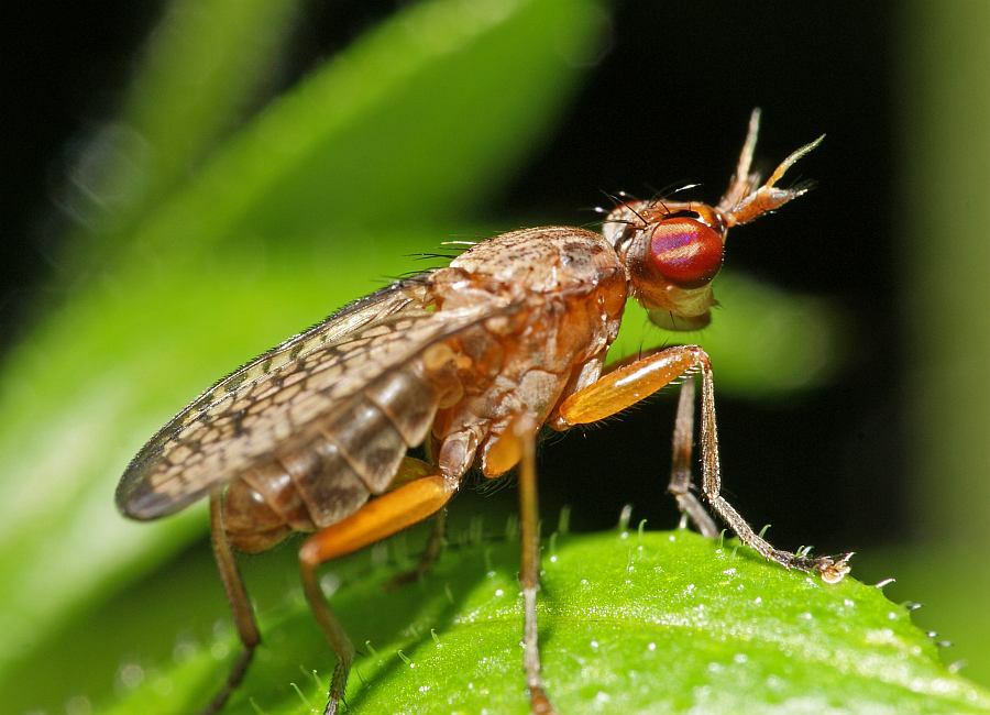 Coremacera fabricii / Ohne deutschen Namen / Hornfliegen - Sciomyzidae / Ordnung: Zweiflügler - Diptera - Brachycera