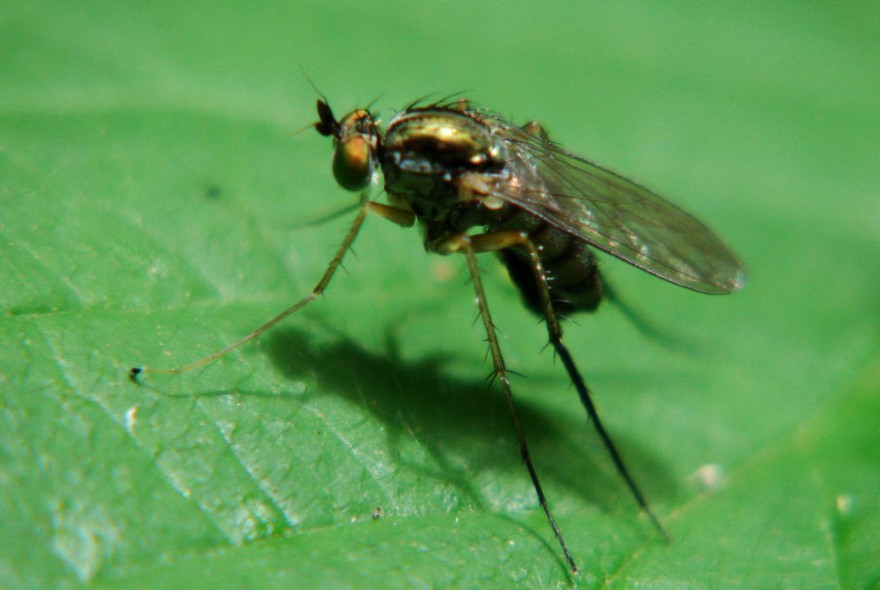 Dolichopus discifer / Ohne deutschen Namen / Langbeinfliegen - Dolichopodidae / Ordnung: Zweiflügler - Diptera - Brachycera