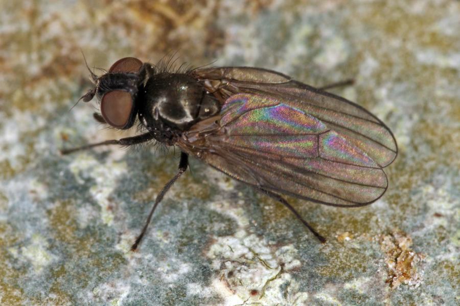 Earomyia lonchaeoides / Ohne deutschen Namen / Lanzenfliegen - Lonchaeidae / Ordnung: Diptera - Zweiflügler / Brachycera - Fliegen