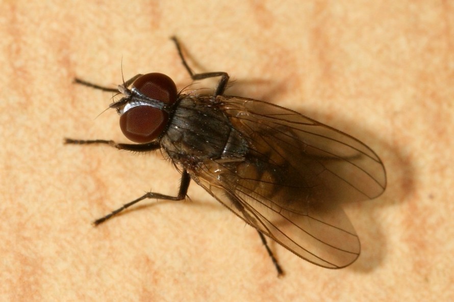 Fannia canicularis / Kleine Stubenfliege / Familie: Fanniidae / Ordnung: Diptera - Zweiflügler
