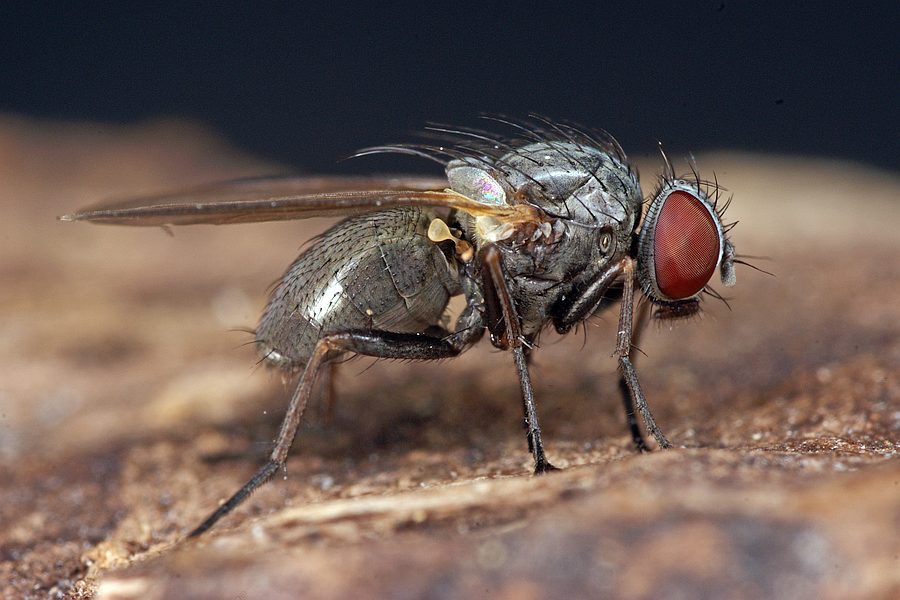 Fannia pallitibia / Ohne deutschen Namen / Fanniidae / Ordnung: Diptera - Zweiflügler / Brachycera - Fliegen