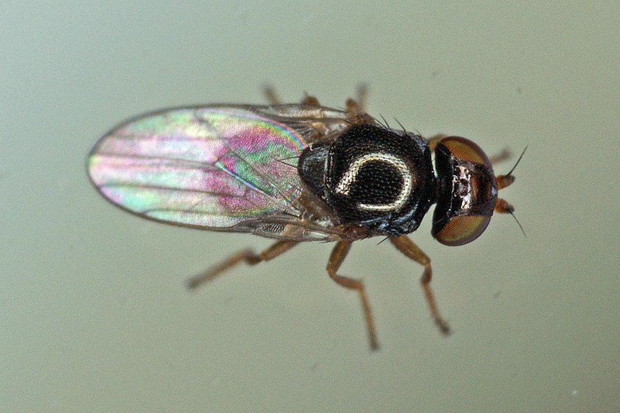 Hapleginella laevifrons / Ohne deutschen Namen / Halmfliegen - Chloropidae / Ordnung: Zweiflügler - Diptera - Brachycera
