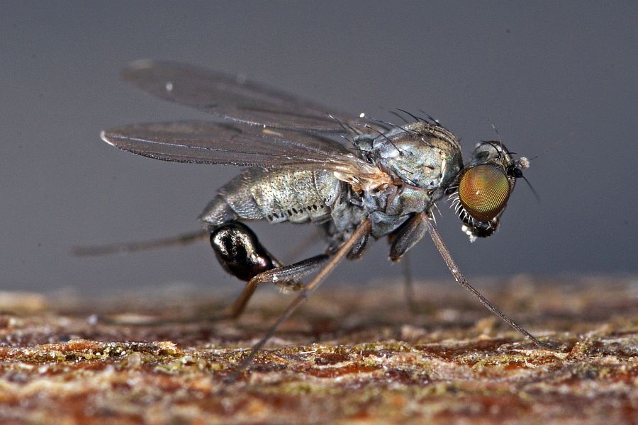 Medetera spec. / Ohne deutschen Namen / Langbeinfliegen - Dolichopodidae / Ordnung: Zweiflügler - Diptera - Brachycera
